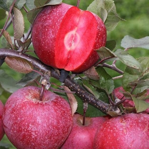 Kathy   červené jablko s červenou dužina